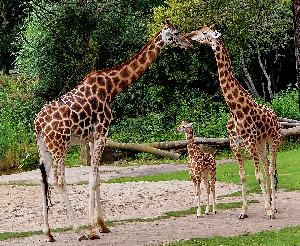 Giraffentaufe bei den Entdeckertagen Nachwuchs